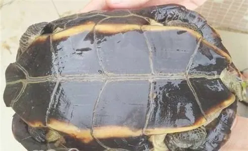 缅甸黑山龟的饲养要点