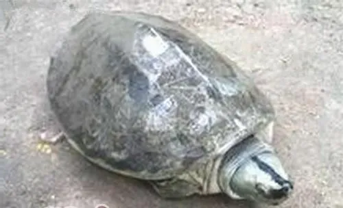 巨型棱背龟的外观特征