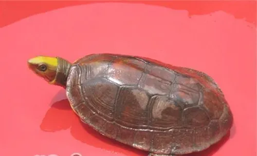 金头闭壳龟的品种简介