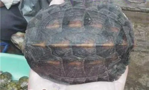 缅甸黑山龟的生活环境