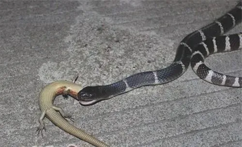 银环蛇的喂食要点