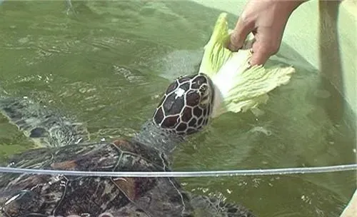 绿海龟的形态特征