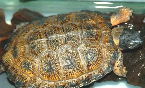 木雕水龟的品种简介