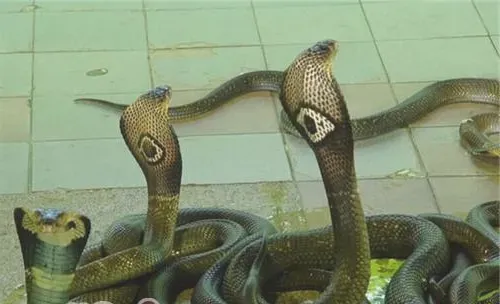 泰国眼镜蛇的品种简介