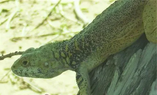 新疆岩蜥的形态特征