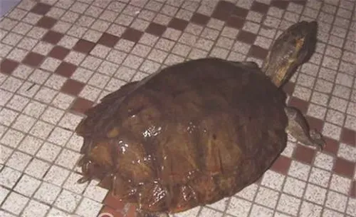 马来果龟的饲养要点
