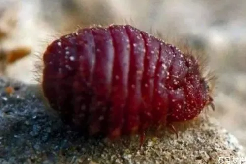 口红是用虫子做的吗 口红的材料是虫子吗