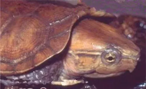 缅甸平胸龟的护理知识
