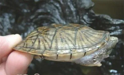 平背麝香龟的外观特征