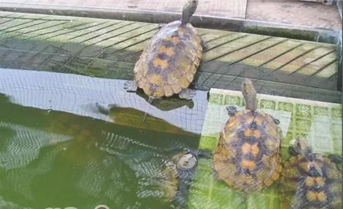 日本石龟的生活环境