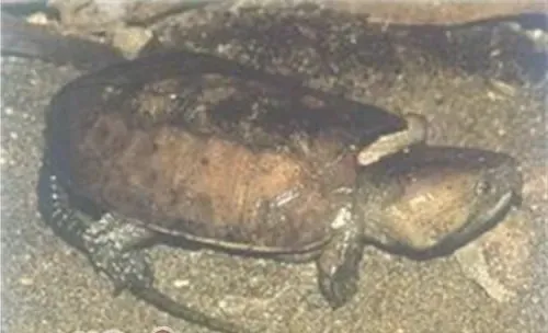 缅甸平胸龟的外观特征