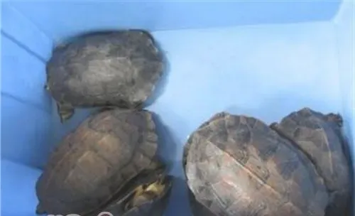 缅甸黑山龟的外观特征
