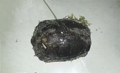 缅甸黑山龟的护理知识