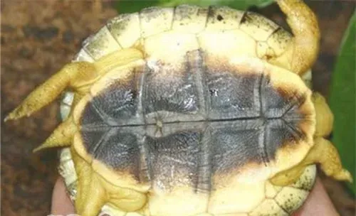 犁沟木纹龟的品种简介