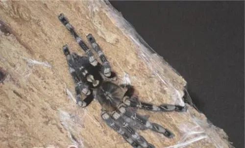 象牙华丽雨林的形态特征