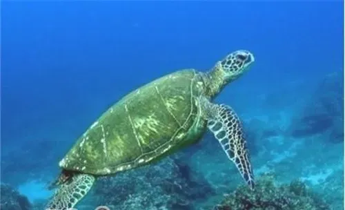 绿海龟的护理知识