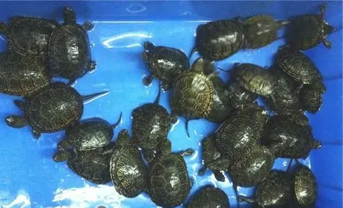 欧洲泽龟的外观特征