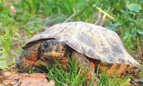 木雕水龟的生活环境