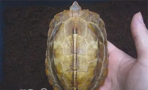 日本地龟的品种简介