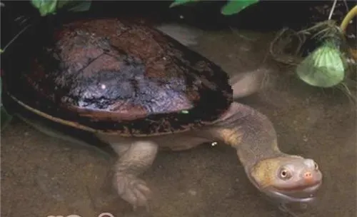 巨头蛇颈龟的外观特征