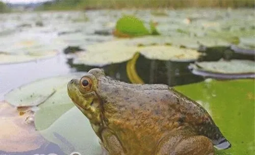 青铜蛙的生活环境
