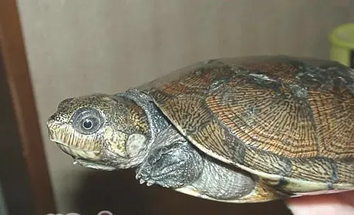 马达加斯加大头侧颈龟的品种简介