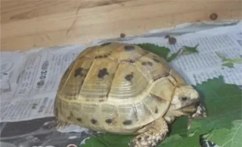 欧洲陆龟的品种简介