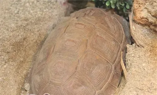 卡鲁海角陆龟的护理知识