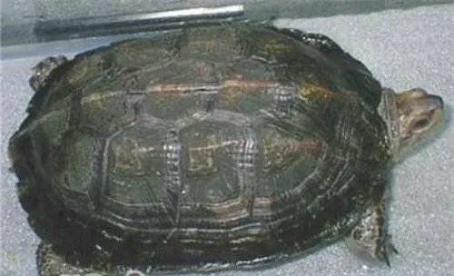 缅甸黑山龟的品种简介