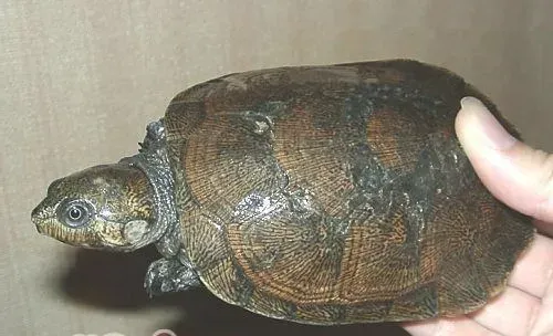 马达加斯加大头侧颈龟的外观特征