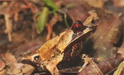三角枯叶蛙的形态特征