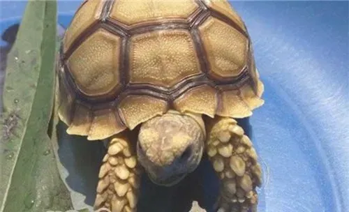 一定要为龟龟驱虫吗？