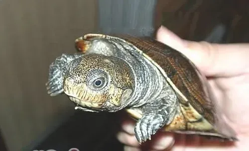 马达加斯加大头侧颈龟的护理知识