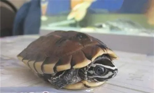 马来食螺龟的形态特征