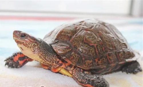 洪都拉斯木纹龟的护理要点