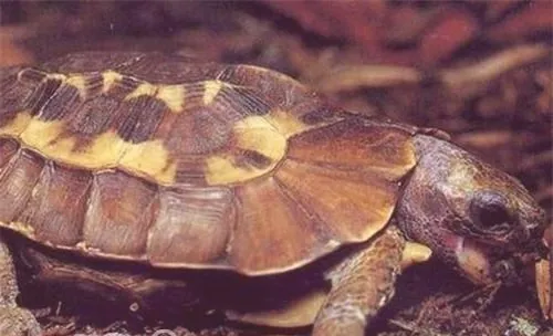 荷叶陆龟的品种简介