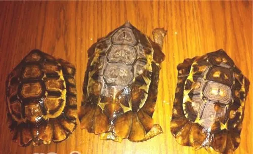 非洲折背陆龟的形态特征