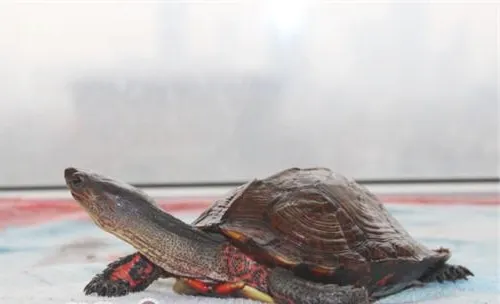 洪都拉斯木纹龟的形态特征