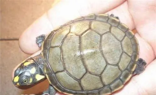 黄头侧颈龟吃什么？