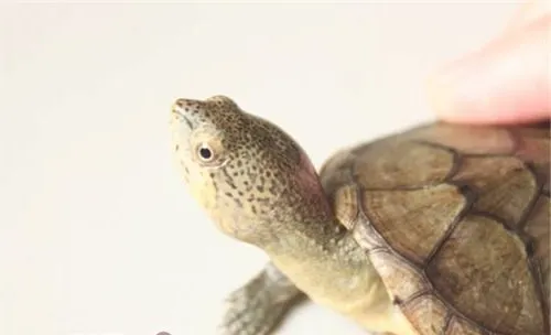哈雷拉泥龟的形态特征