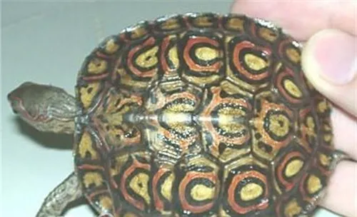 哥斯达黎加木纹龟的养护要点