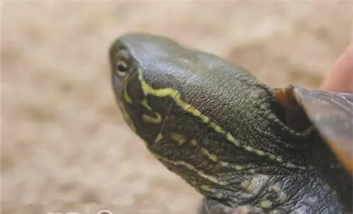 大头乌龟的基本形态特征