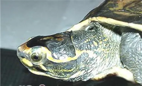 冠背龟的饲养环境布置