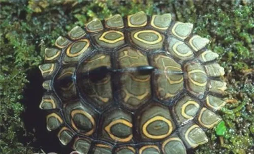 环纹地图龟的环境要求