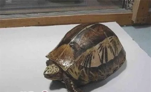 黄额闭壳龟的品种简介