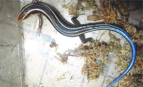 四线石龙子的喂食要点