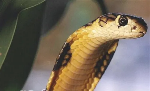 森林眼镜蛇的形态特征