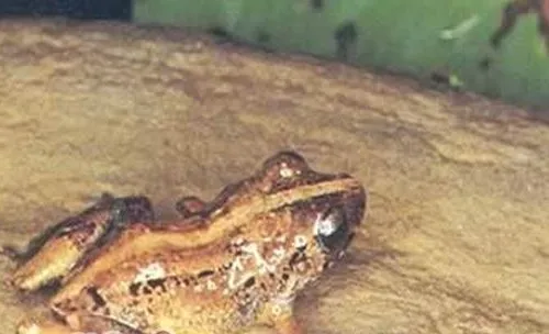 棕雨蛙的形态特征
