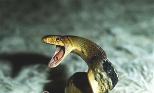 三索锦蛇的形态特征