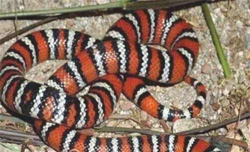 山王蛇的形态特征